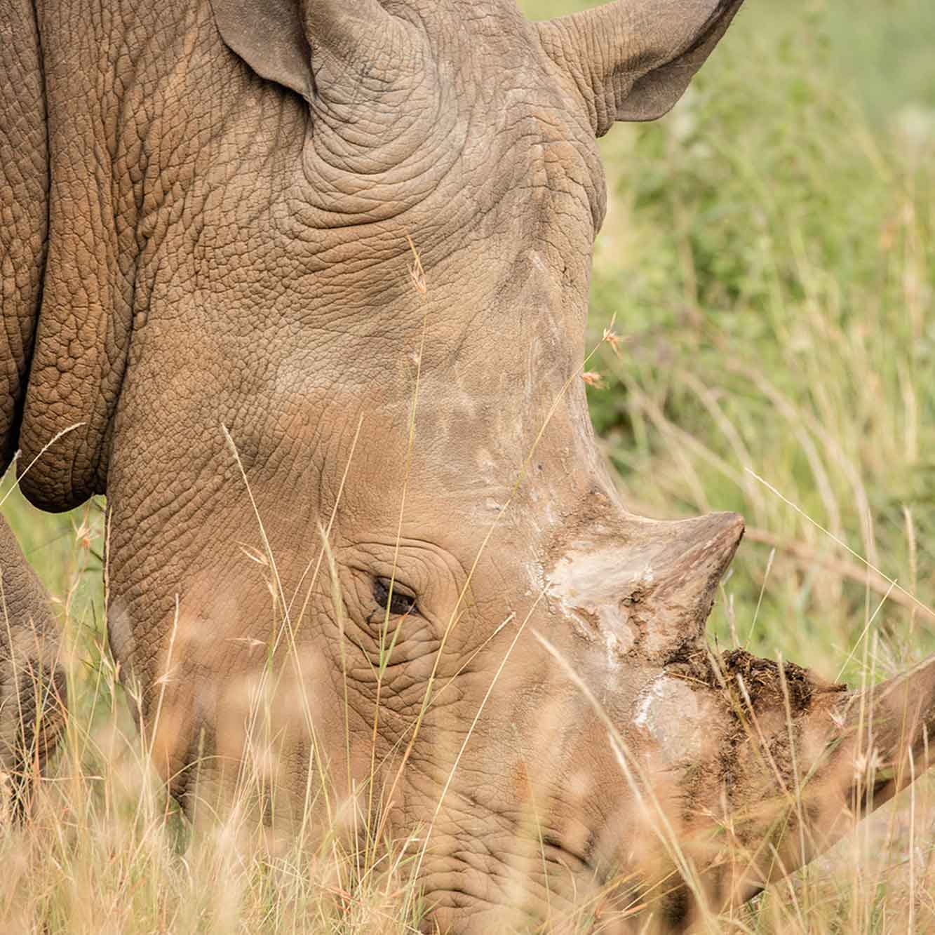 Conservation Projects